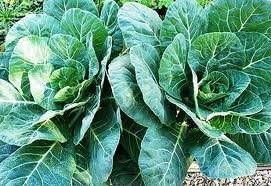 Seed Kingdom Collards Georgia Great Heirloom Vegetable by Bulk 1 Lb Seeds