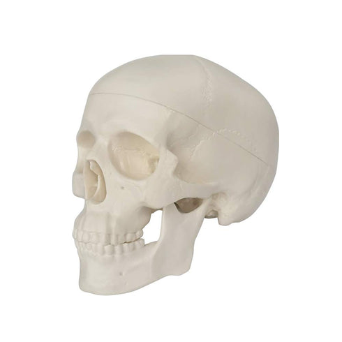 Mini Human Skull Model, 3 Parts Palm-Sized Anatomy Skull with Removable Cap & Full Set Teeth, Fun Halloween Decor