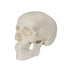 Mini Human Skull Model, 3 Parts Palm-Sized Anatomy Skull with Removable Cap & Full Set Teeth, Fun Halloween Decor