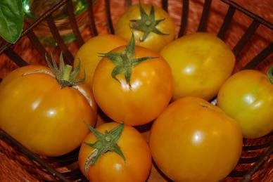 (2) 4" 8" 4" Inch Clovers Garden Golden Jubilee Tomato Plants Two Live Plants Non-GMO - Not Seeds - Each to Tall
