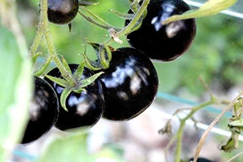 20 Rare Black Tomato Seeds for Planting Around Seeds