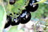 20 Rare Black Tomato Seeds for Planting Around Seeds