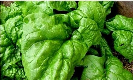 100 Seeds Giant Spinach Herb Garden Seeds for Planting About Seeds Non-GMO Annual Plant