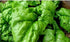 100 Seeds Giant Spinach Herb Garden Seeds for Planting About Seeds Non-GMO Annual Plant