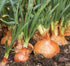 50+ Candy Hybrid Onion Seeds (Allium cepa) Non-GMO Seeds by Islas Garden Seeds, Sweet & Mild Variety, Ideal for Fresh