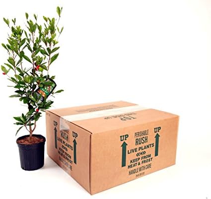 Miracle Berry LLC 1 Miracle Fruit Plant (Synsepalum dulcificum)- Gallon Pot