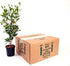 Miracle Berry LLC 1 Miracle Fruit Plant (Synsepalum dulcificum)- Gallon Pot