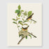 Bestbuddy Set of 4 Unframed Robin Birds Botanical Prints - Antique Tropical Birds Flowers Illustration Wall Art
