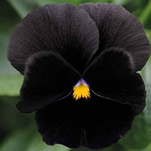 40+ Unique Black Pansy Clear Crystals Viola Wittrockiana Seeds for Planting Long Flowering Plant