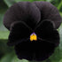 40+ Unique Black Pansy Clear Crystals Viola Wittrockiana Seeds for Planting Long Flowering Plant