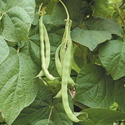 (1/2 Lb) Dirt Goddess Super Seeds ~ Kentucky Wonder Pole Beans Bulk Non GMO
