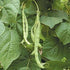 (1/2 Lb) Dirt Goddess Super Seeds ~ Kentucky Wonder Pole Beans Bulk Non GMO
