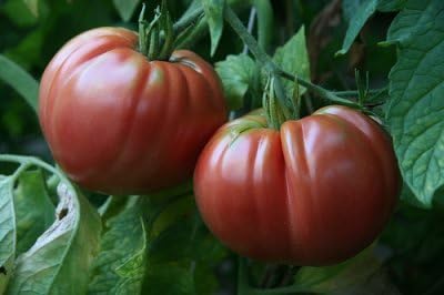 (2) 4"-8" 4 Inch Clovers Garden Giant Belgian Tomato Plants- Two Live Plants Non-GMO - Not Seeds Each Tall in Pots
