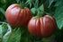 (2) 4"-8" 4 Inch Clovers Garden Giant Belgian Tomato Plants- Two Live Plants Non-GMO - Not Seeds Each Tall in Pots