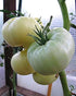 20 Seeds Giant White Tomato Great White Seeds for Planting