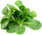 Corn Salad - Mache Lettuce - Delicious Nutty Flavored Lettuce Seeds