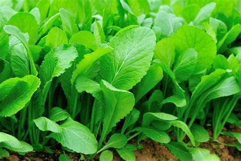 Generic 10,000+ Florida Broadleaf Mustard Seeds for Planting 1+ oz of Seeds Bulk