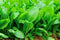 Generic 10,000+ Florida Broadleaf Mustard Seeds for Planting 1+ oz of Seeds Bulk