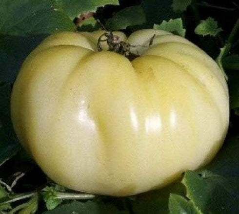 20 Seeds Giant White Tomato Great White Seeds for Planting