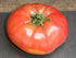 (2) 4"-8" 4 Inch Clovers Garden Giant Belgian Tomato Plants- Two Live Plants Non-GMO - Not Seeds Each Tall in Pots