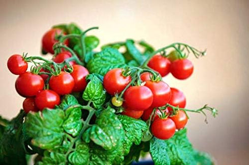 20 Dwarf Bush Cherry Tomatoes Seeds for Planting About Seeds Indoor Tomato