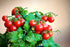 20 Dwarf Bush Cherry Tomatoes Seeds for Planting About Seeds Indoor Tomato