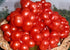 Reisetomate 20 Tomato Travel Voyage Seeds for Planting About Seeds