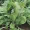 Seed Kingdom Mustard Spinach (Komatsuna) Tendergreen Great Heirloom Vegetable Seeds By 50,000 Seeds