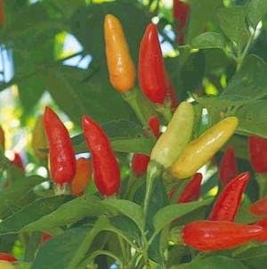 Seed Kingdom Pepper Hot Tabasco Great Heirloom Vegetable by Bulk 1,200 Seeds