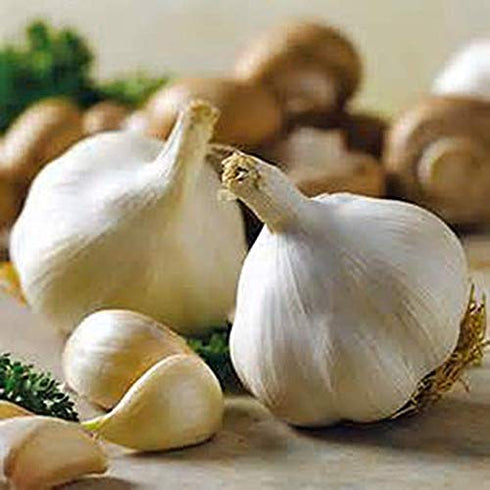 Snow Hill Organic Himalayan Garlic Bulbs Heirloom, Non-GMO, Naturally Small Size 15