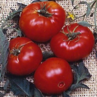 (2) 4" 8" 4" Inch Clovers Garden Brandywine Red Tomato Plants Two Live Plants Non-GMO - Not Seeds - Each to Tall