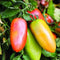 Clovers Garden San Marzano Tomatoes Two (2) Live Plants Non-GMO - Not
