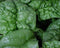 Spinach, America Spinach Seed, Heirloom, Non GMO,20 Seeds, Spinach Seeds
