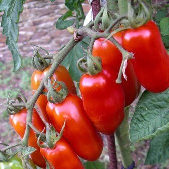 (2) 4" 8" 4" Inch Clovers Garden San Marzano Tomatoes Two Live Plants Non-GMO - Not Seeds - Each to Tall in Pots