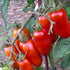 (2) 4" 8" 4" Inch Clovers Garden San Marzano Tomatoes Two Live Plants Non-GMO - Not Seeds - Each to Tall in Pots