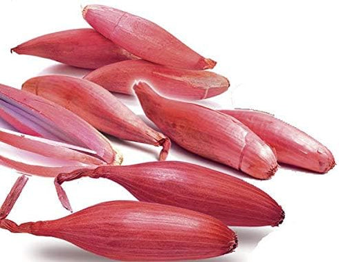 SeedsUA Seeds Red Shallot Onion Heirloom Vegetable for Planting Non GMO