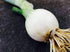 Generic 250 1 Southport White Globe Onion Seeds for Planting Long Day Onion Non GMO Grams Garden Vegetable Bulk