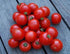 (2) 4"-8" 4 Inch Clovers Garden Early Girl Tomato Plants- Two Live Plants Non-GMO - Not Seeds Each Tall in Pots - High