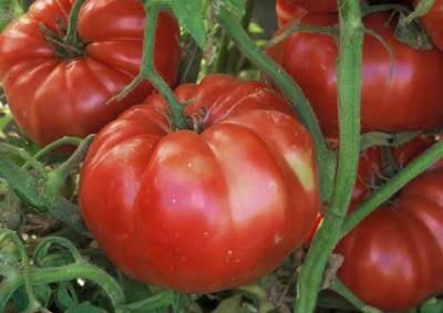 (2) 4"-8" 4 Inch Clovers Garden Giant Belgian Tomato Plants- Two Live Plants Non-GMO - Not Seeds Each Tall in Pots