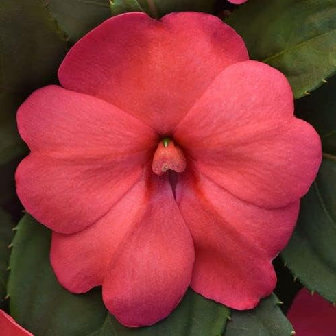 Park Seed Solarscape XL Salmon Glow Interspecific Impatiens Seeds, Pack of 15
