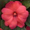 Park Seed Solarscape XL Salmon Glow Interspecific Impatiens Seeds, Pack of 15