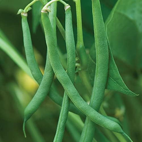 Generic 100+ 1 Blue Lake Pole Bean Seeds for Planting Organic Heirloom Non GMO Ounce of Seeds Garden Vegetable Bulk