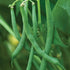 Generic 100+ 1 Blue Lake Pole Bean Seeds for Planting Organic Heirloom Non GMO Ounce of Seeds Garden Vegetable Bulk