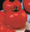 My Secret Gardens 50 Big Beef Tomato Seeds