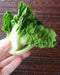 Extra Dwarf Bok Choy Or Pak Choi (1000 Seeds) - Heirloom Vegetable,