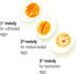 Western Beepegg Egg Timer for Boiling Eggs – Musical Egg Cooker for Soft, Medium, Hard Boiled Eggs