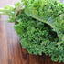 Seed Kingdom 1/4 Lb Kale Dwarf Siberian Improved Great Heirloom Vegetable by Bulk Seeds