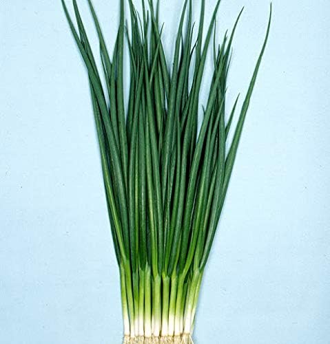 Liliana's Garden Scallion Kyoto Kujo Negi Bunching Onion - Resilient Green Onion Variety | Allium fistulosum VAR Kyoto