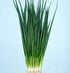 Liliana's Garden Scallion Kyoto Kujo Negi Bunching Onion - Resilient Green Onion Variety | Allium fistulosum VAR Kyoto
