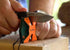 AccuSharp 2-Step Knife Sharpener, Coarse and Fine Rods, Hones & Restores Kitchen Knives, Keychain Pull Through, Blaze